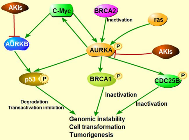 The model of AKIs targeting into several signaling pathways.