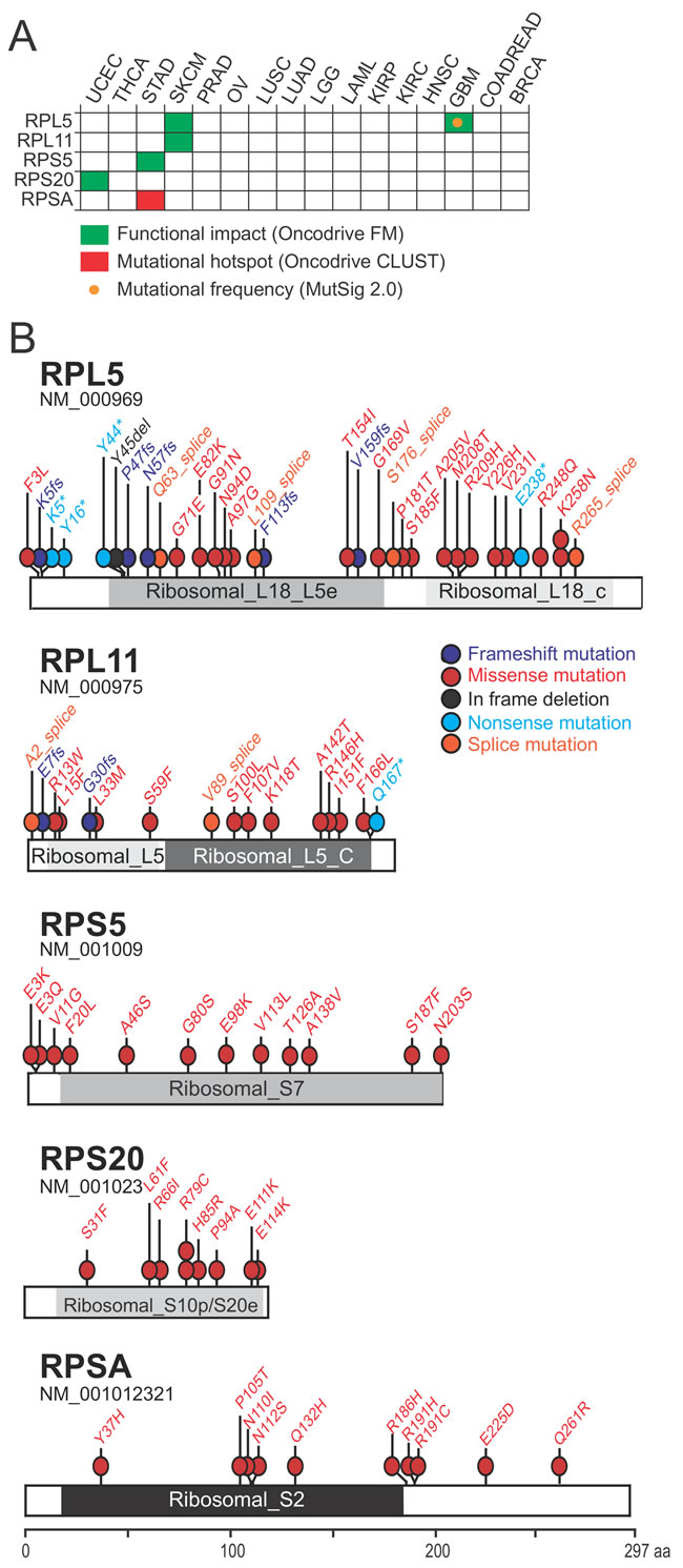 Identification of 5 ribosomal protein genes that are significantly mutated in cancer. (