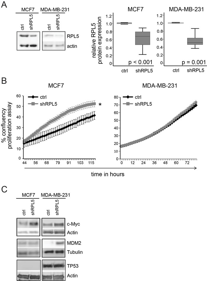 RPL5 knockdown enhances proliferation of MCF7 breast cancer cells. (