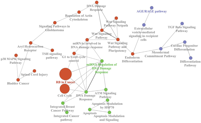 Biological network of the most represented KEGG terms of the deregulated genes in the external dataset E-GEOD-49481.
