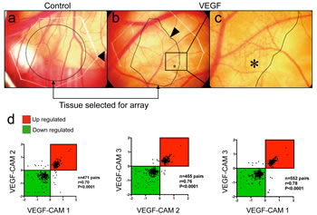 Affymetrix GeneChip screening for VEGF-A-induced genes during CAM vascularization.