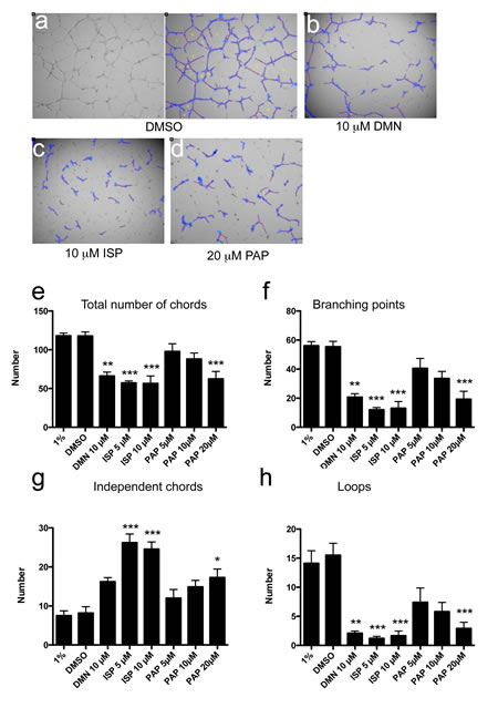 Inhibition of Eg5 or KIF20A protein function impairs in vitro angiogenesis in the absence of mitosis.