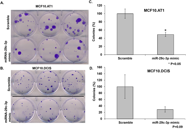 miRNA-29c-3p inhibits colony formation in TNBC preneoplastic and DCIS cells.