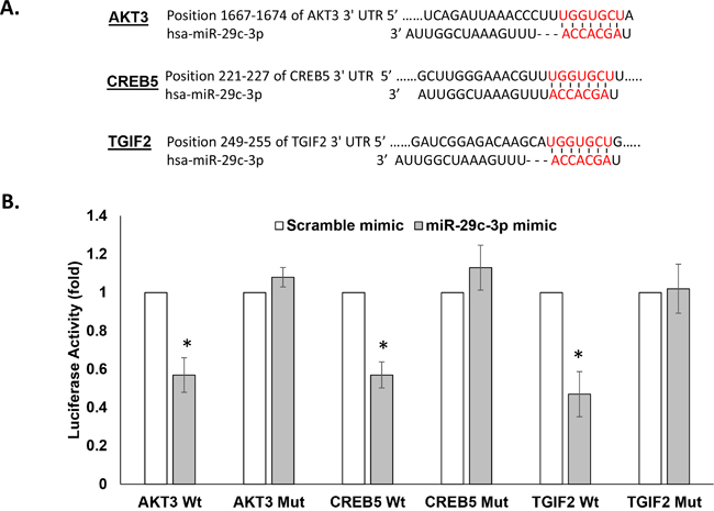 miRNA-29c-3p directly binds in the 3&#x2032;UTR of AKT3, TGIF2, CREB5, and CDK6.
