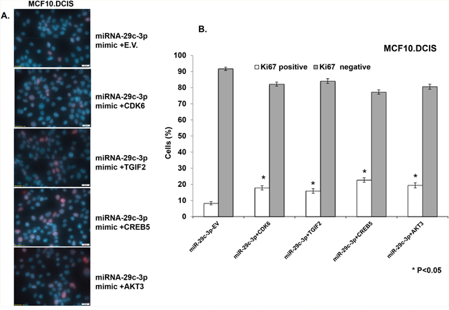 TGIF2, CREB5, and AKT3 overexpression only partially reverts the inhibition in cell proliferation caused by forced expression of miRNA-29c-3p in MCF10.DCIS cells.