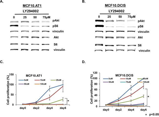 AKT-mTOR pathway targeting inhibits cell proliferation in MCF10.AT1 and MCF10.DCIS cells.
