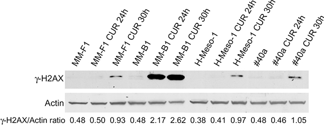 Effect of CUR on DNA damage in MM cells.