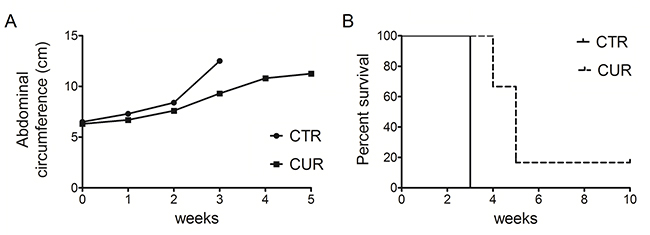 CUR reduced tumor growth and increased the survival in C57BL/6 mice intraperitoneally transplanted with MM #40a cells.