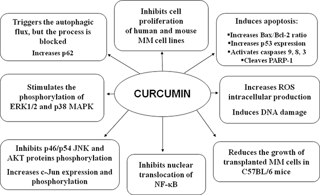 Overall in vitro and in vivo effects of CUR on MM cells.