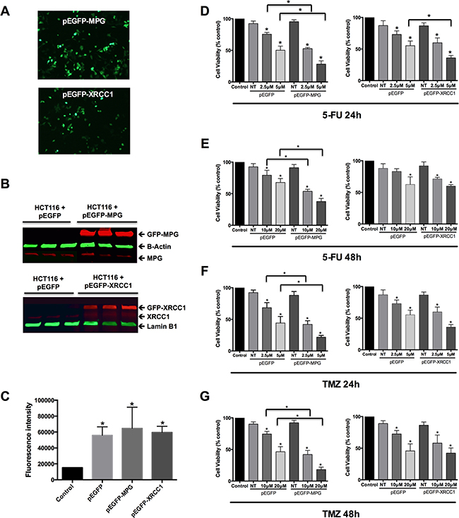 Overexpression of MPG, but not of XRCC1, sensitizes colon cancer cells to 5-FU and TMZ.