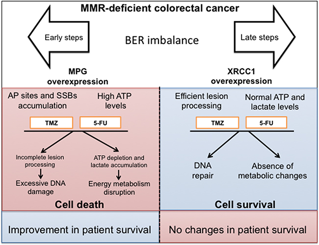Model depicting the potential therapeutic value of BER status assessment in colorectal cancer.