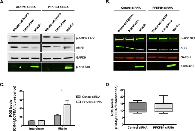 PFKFB4 depletion increases reactive oxygen species in mitotically arrested SKOV3 cells without increasing AMPK activity.