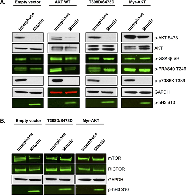 Overexpression of AKT restores the phosphorylation of direct AKT substrates.