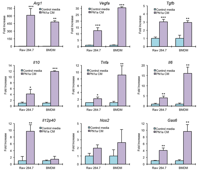 PN1a cells polarize macrophages to a tumor-promoting phenotype.