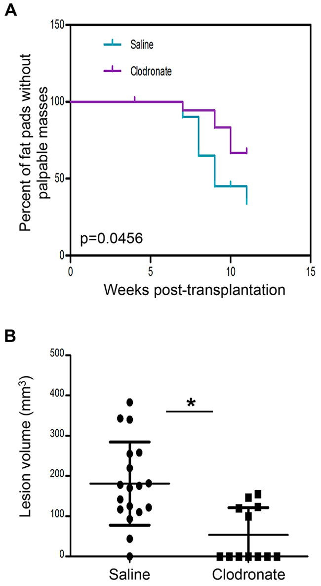 Macrophage depletion using clodronate liposomes impairs PN1a tumor formation in vivo.