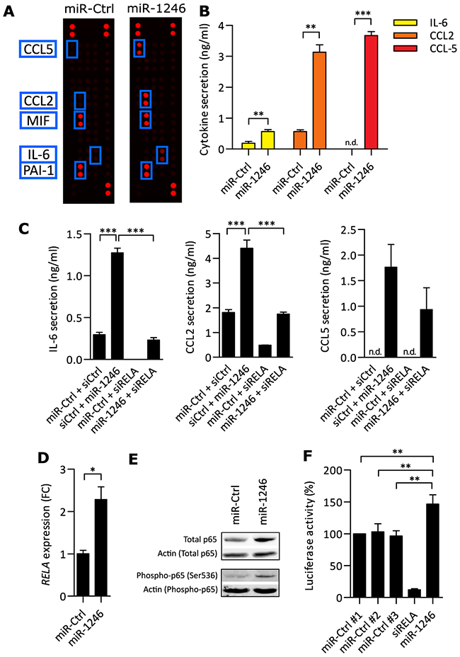 miR-1246 increases pro-inflammatory responses in MSCs.