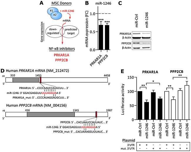 miR-1246 directly targets PRKAR1A and PPP2CB.