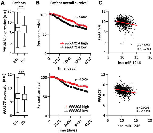 PRKAR1A and PPP2CB are potential tumor-suppressor genes in breast cancer.