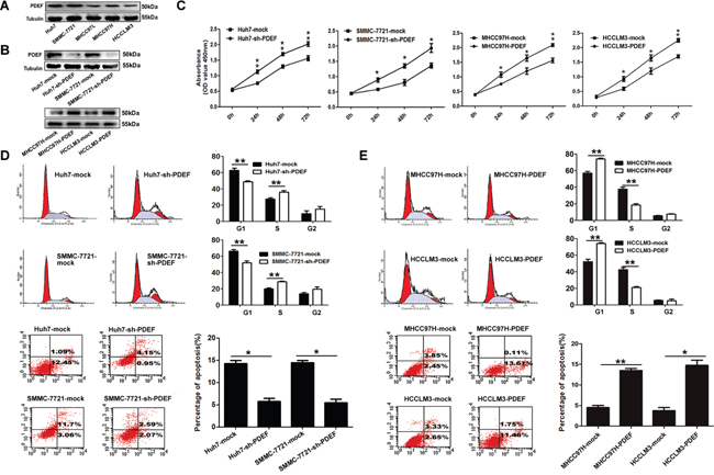 PDEF regulates cellular proliferation and anti-apoptosis of HCC cell lines.