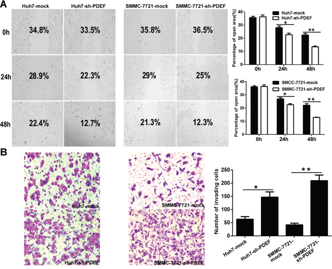 PDEF deficiency enhances cellular mobility and invasion in vitro.