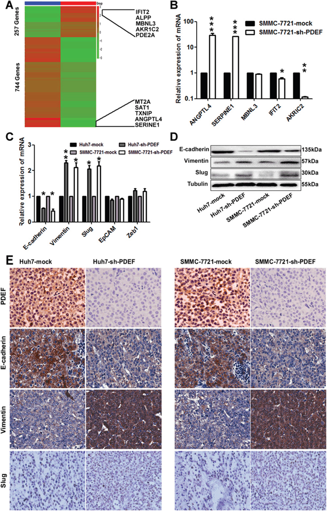 The latent modulated genes of PDEF was represented in HCC by RNA-sequencing.