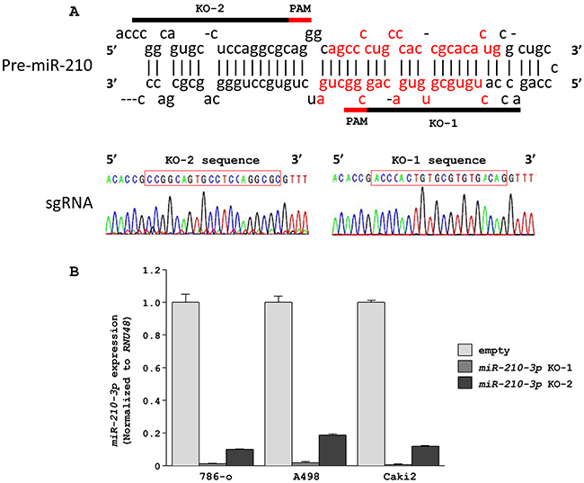 Downregulation of miR-210-3p in RCC cell lines using the CRISPR/Cas9 system.