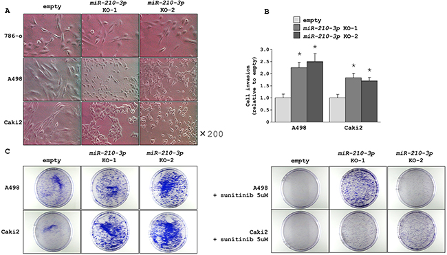 Morphological and functional characteristics of miR-210-3p-depleted ccRCC cells.