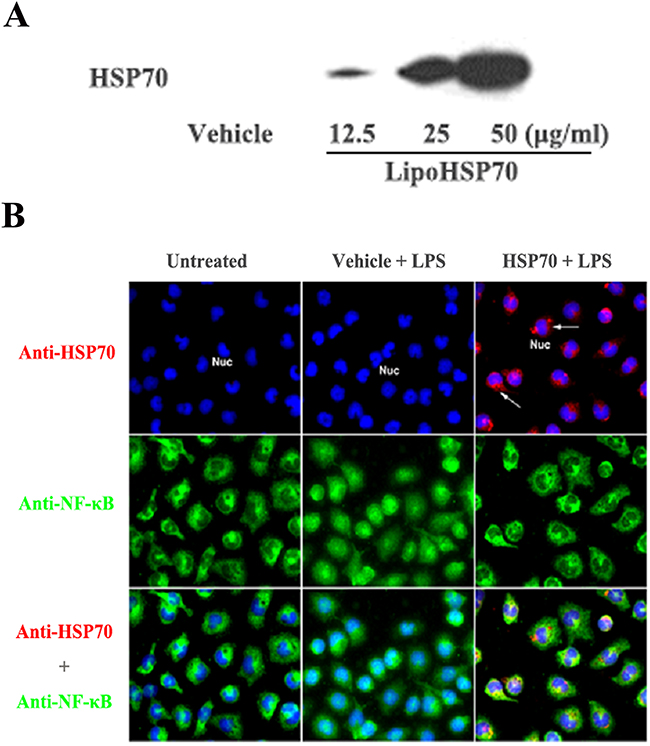 HSP70 suppresses LPS-induced NF-&#x03BA;B activation.