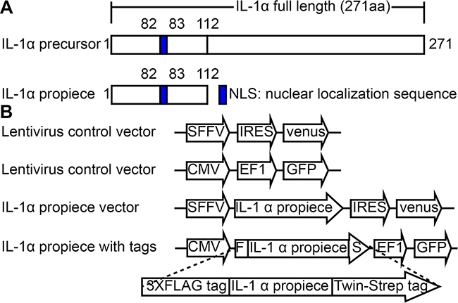 IL-1&#x03B1; propiece expression constructs.