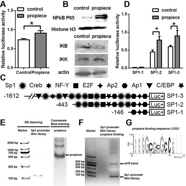 NF&#x03BA;B and SP1 are activated by IL-1&#x03B1; propiece expression.