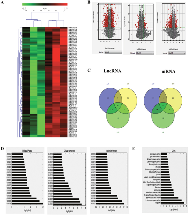LncRNAs analysis of HPV-related HNSCC.