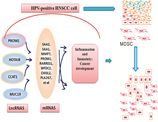 A model for the role of lncRNAs induced by HPV infection in the epithelial cells of oral mucous collecting MDSCs to progress to a tumor state.