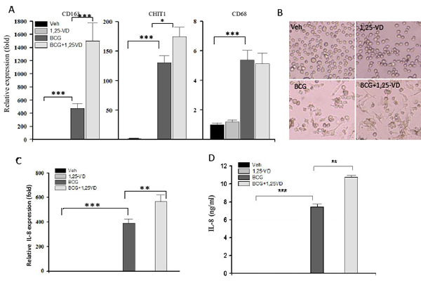 1,25-VD promotes BCG induced THP-1 differentation/maturation.