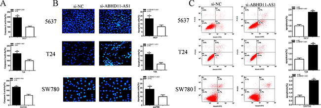 Effects of si-ABHD11-AS1 on apoptosis.
