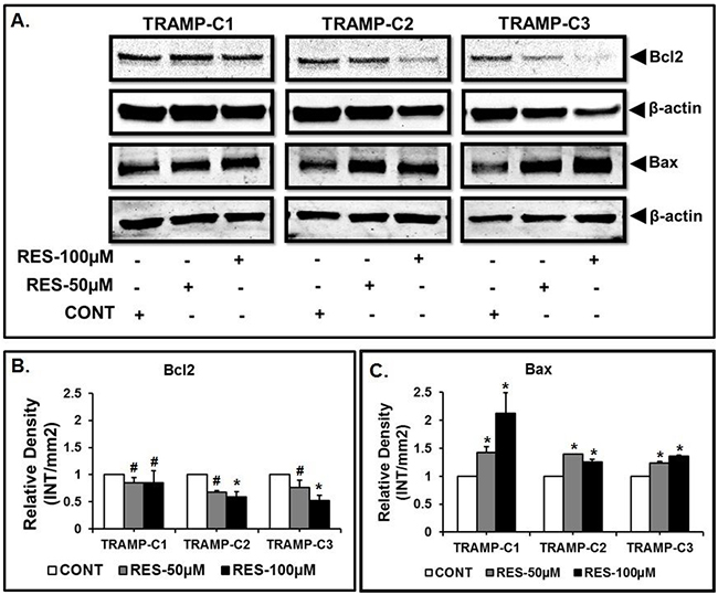 RES modulates the expression of Bax and Bcl2.