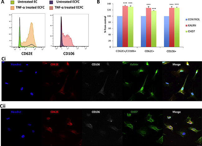 Kalirin and CHD7 are increased in endothelial cells upon activation.