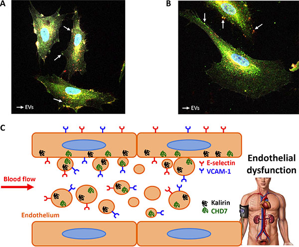 EVs from endothelial cells express kalirin and CHD7.