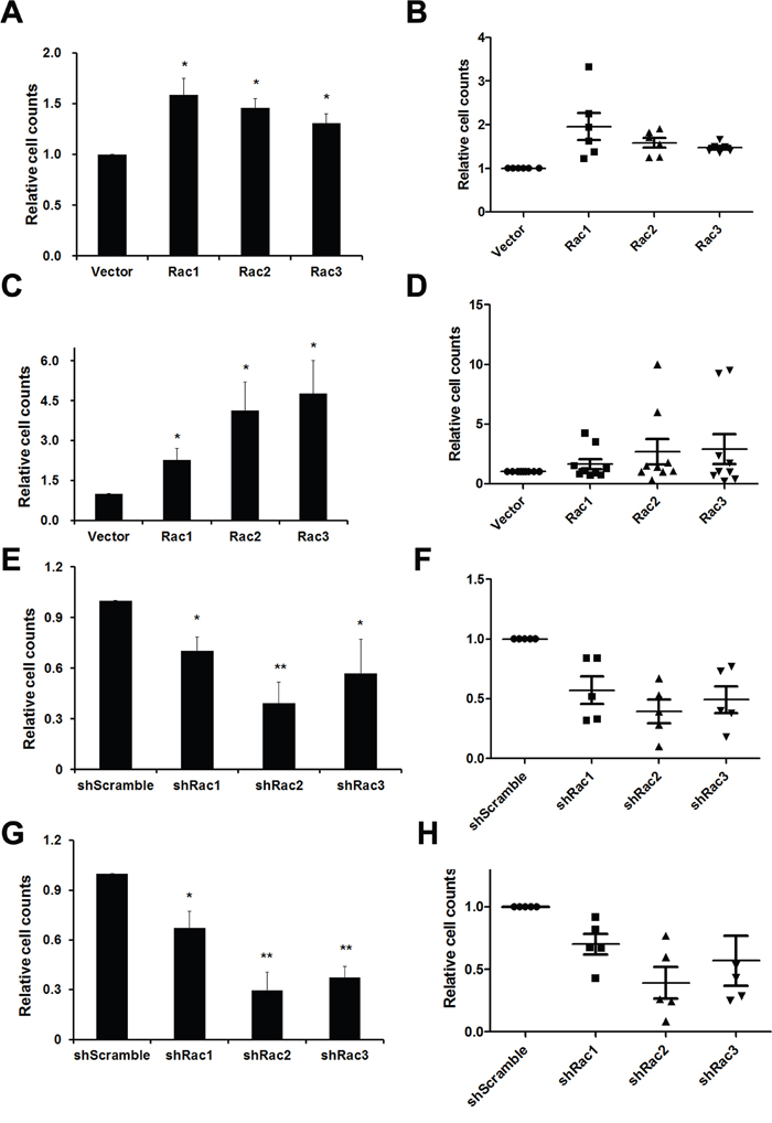Rac proteins promote the cell proliferation of glioblastoma tumorpheres.