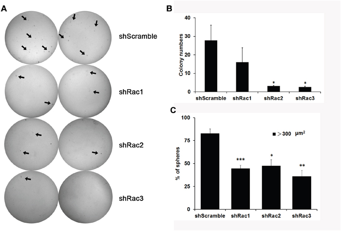Knocking-down of Rac proteins reduces the colony formation of U251-tumorspheres.