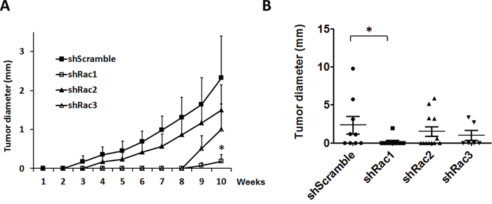 Rac protein knockdown suppresses the tumor progression in the mouse xenotransplantation model.