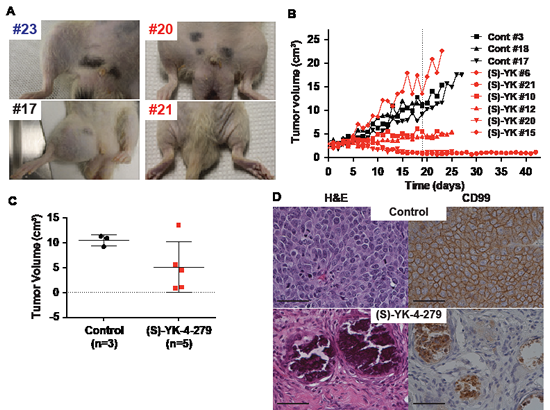 Rat orthotopic xenograft shows complete tumor regression with continuous infusion of (S)-YK-4-279.