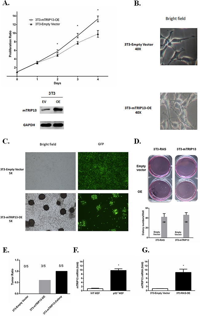 TRIP13 promotes tumorigenesis in NOD-Rag/null gamma mice.