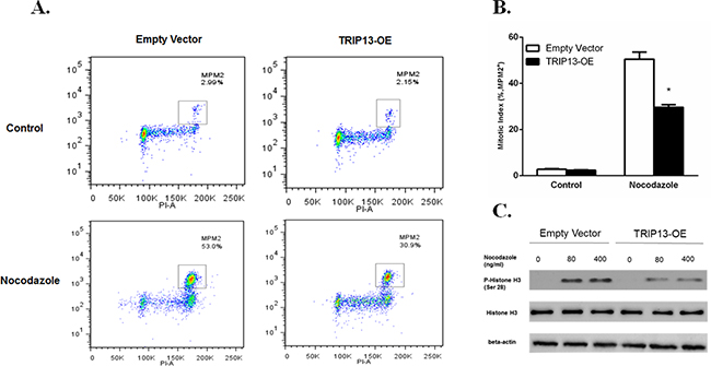 Overexpression of TRIP13 abrogated the spindle checkpoint.