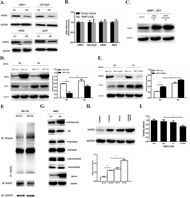Overexpression of TRIP13 induces proteasome-mediated MAD2 degradation through Akt pathway.