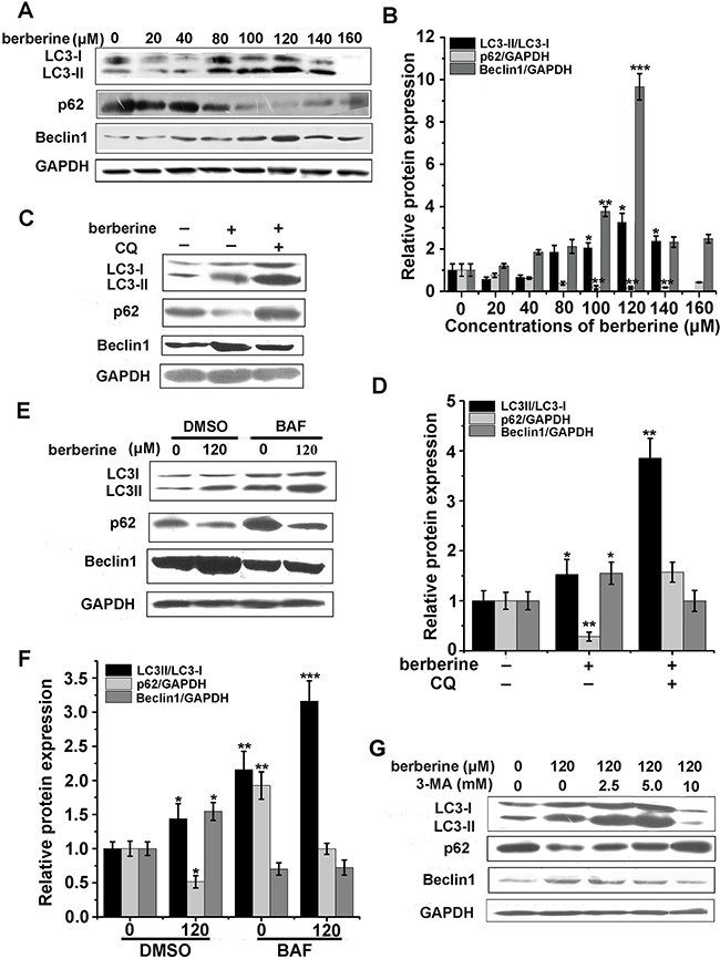 Berberine-activated autophagy in HCT-116 cells.