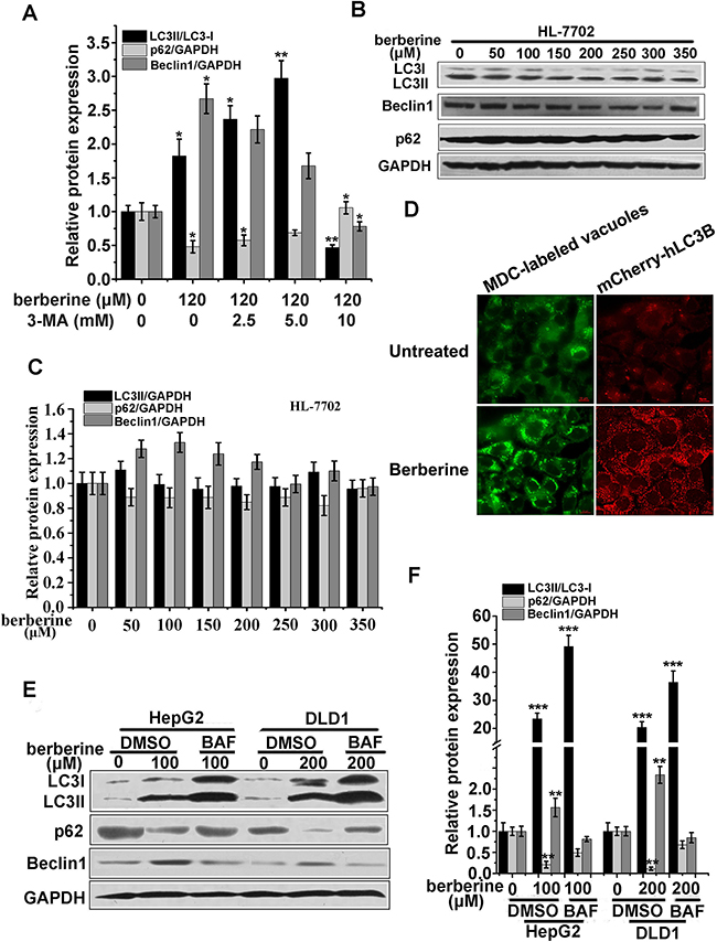 Berberine activated autophagy in cancer cell lines of HCT-116, DLD1, and HepG2.