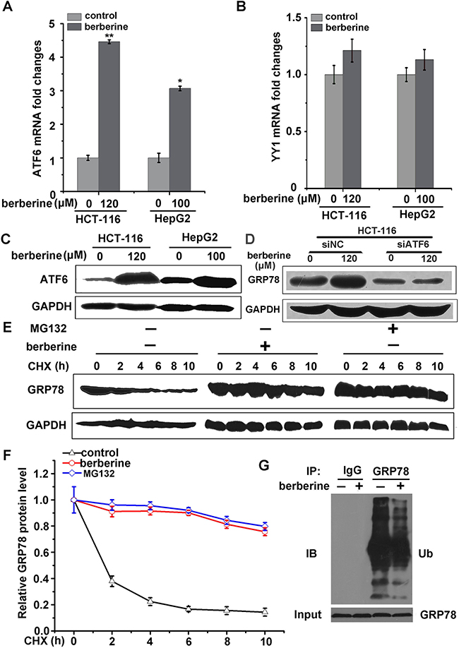 Berberine induced GRP78 expression by increased ATF6 expression and GRP78 stability.