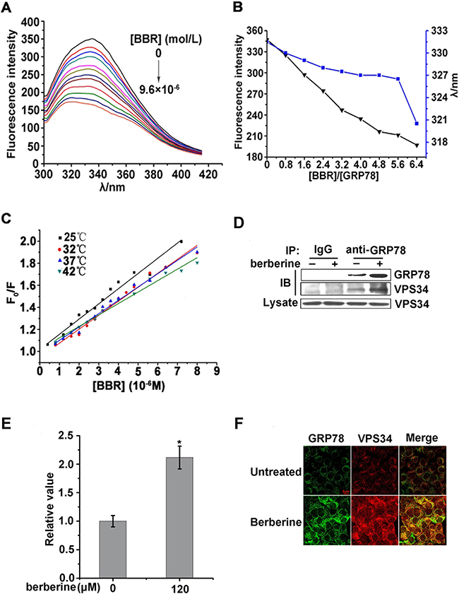 Berberine can interact with GRP78 and induce autophagy by facilitating the ability of GRP78 to bind to VPS34