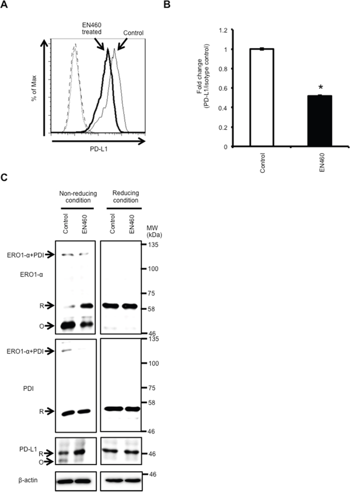 Functional inhibition of ERO1-&#x03B1; by using the ERO1-&#x03B1; inhibitor EN460 caused a decrease in the expression of PD-L1.