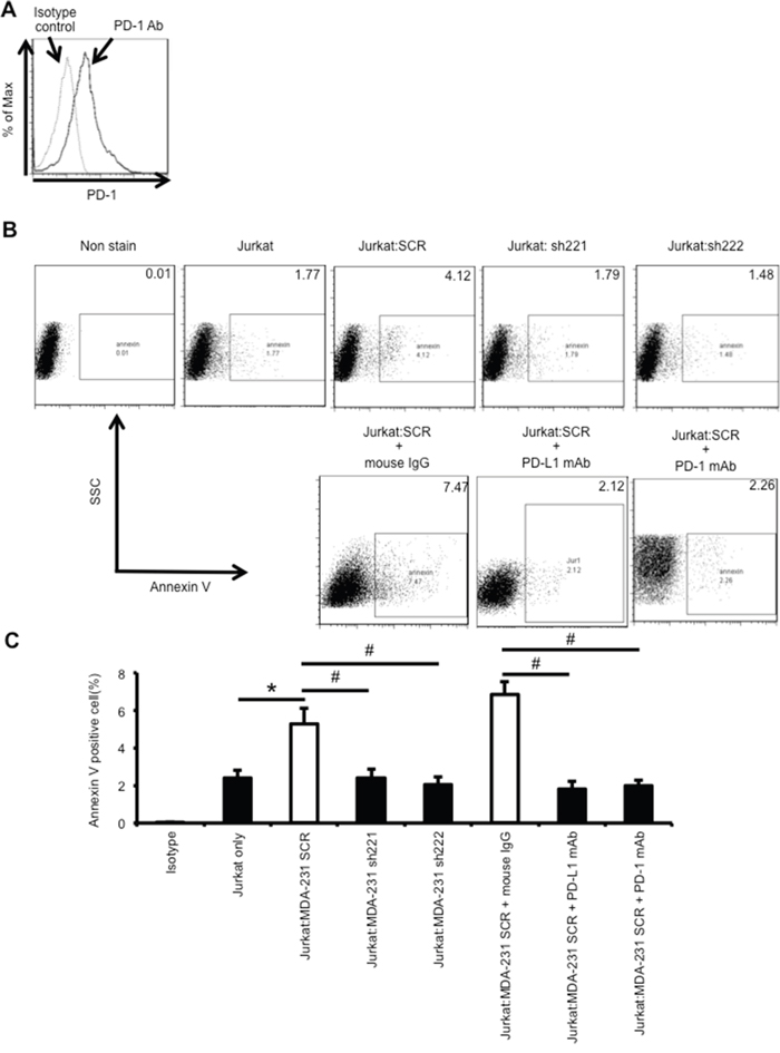 Knockdown of ERO1-&#x03B1; decreased the rate of apoptosis of Jurkat T cells by decreasing PD-L1 expression on tumor cells.